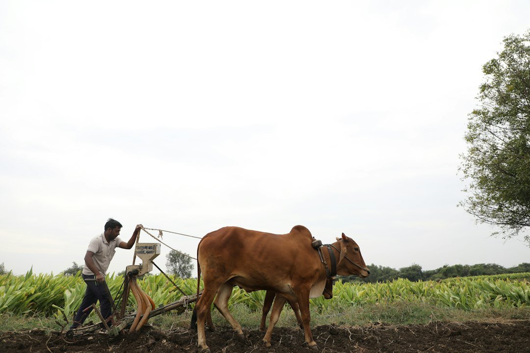 Cattle on a dairy farm representing India's rural agricultural economy