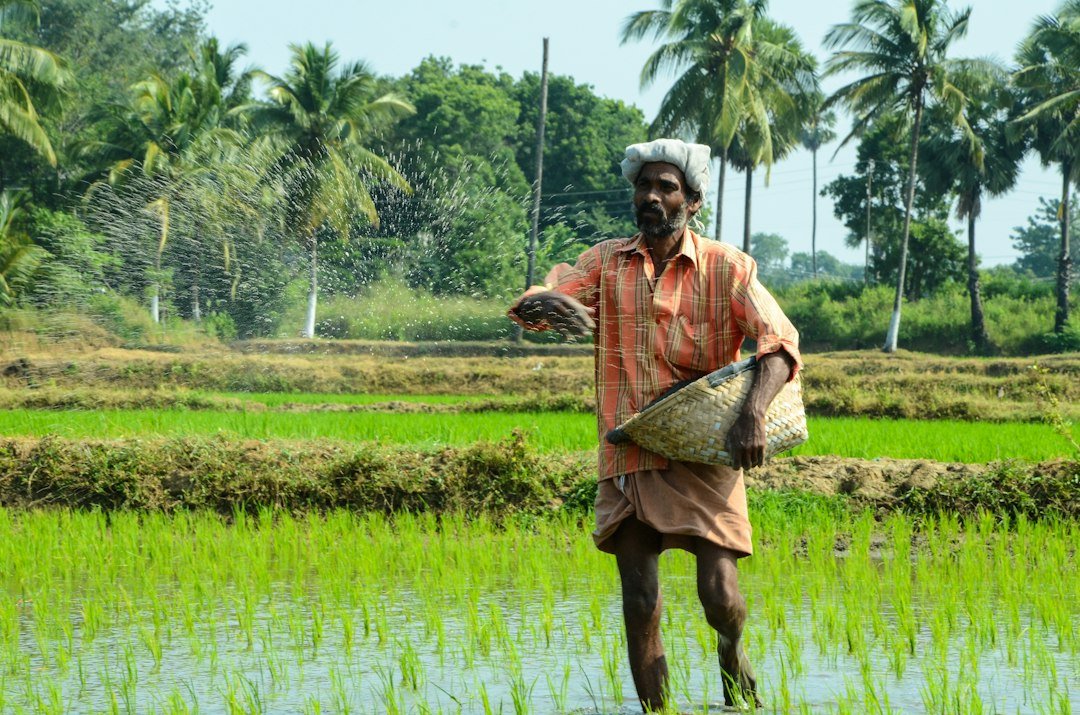 Farmer working in a rice field, illustrating agricultural innovation and food systems