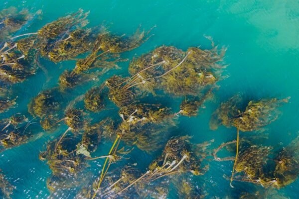 Green kelp and seaweed underwater in turquoise coastal water, illustrating marine algae and seaweed cultivation.