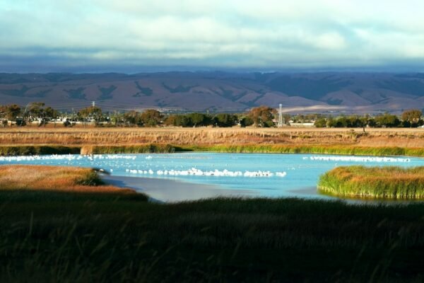 Illustrative lake and waterbirds representing wetland ecosystems