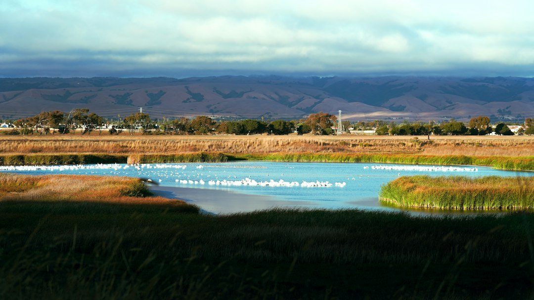 Illustrative lake and waterbirds representing wetland ecosystems